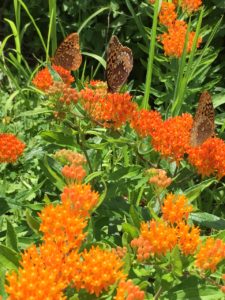 Orange marigold flowers in the garden