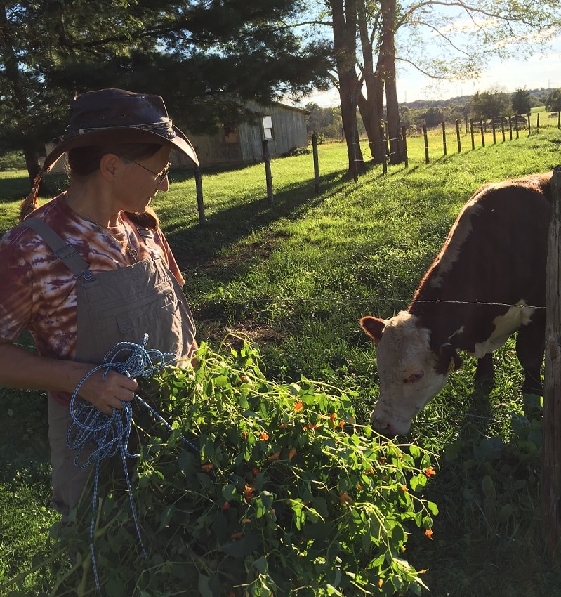 Farmer feeding a cow on a rural farm
