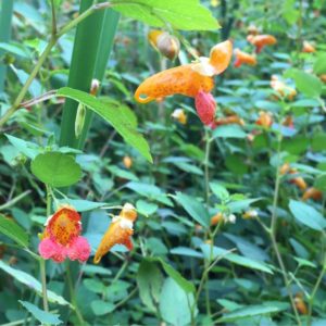 Jewelweed Impatiens capensis